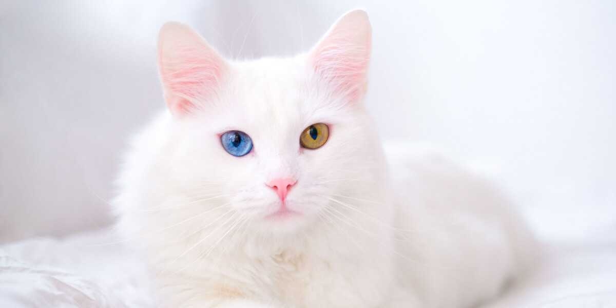 Angora Cats Splendor and Grace: Why This Breed Remains Timeless